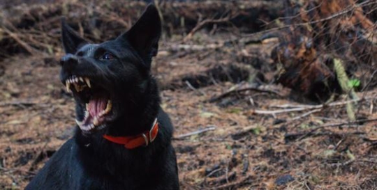 Black dog showing its fangs
