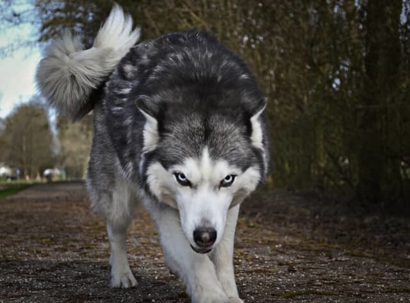 Husky approaching the camera with flattened ears