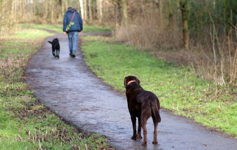 Dog looking at person and dog